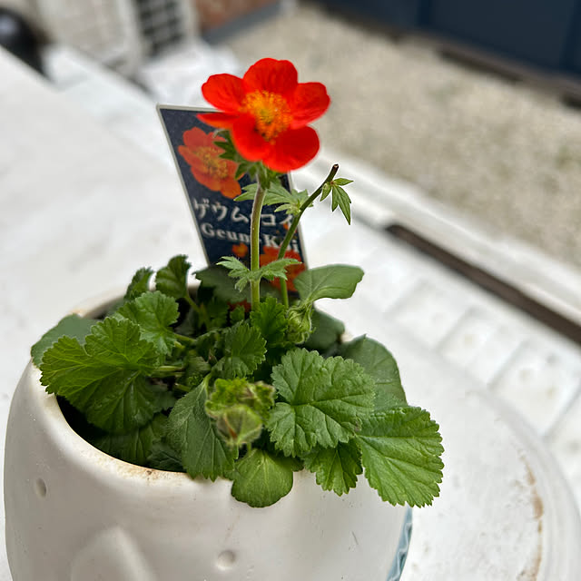 sukkorobiさんの実例写真