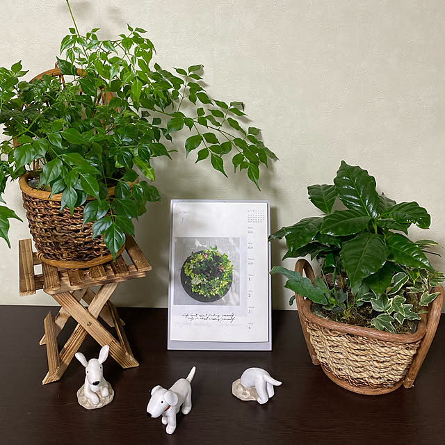 観葉植物大好き❤︎/GREENのある暮らし/観葉植物に癒やされてます✮/いやしの空間/いやされるぅ...などのインテリア実例 - 2021-07-02 17:55:13