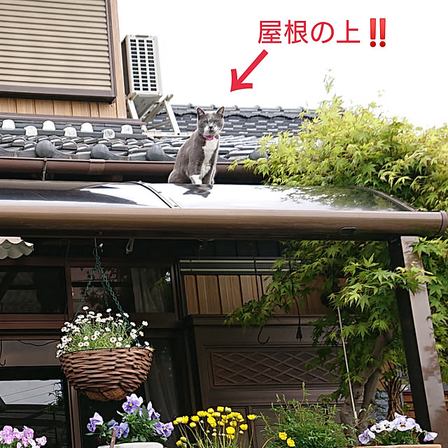 Toraziさんの実例写真