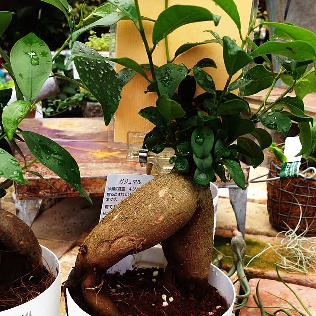 棚/うちじゃありませんが…/観葉植物のインテリア実例 - 2015-06-22 14:01:36