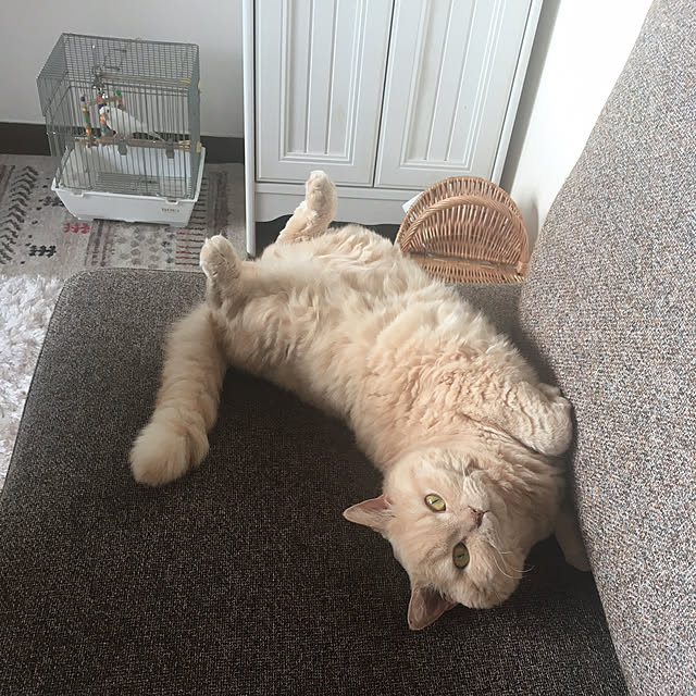 naokoさんの実例写真