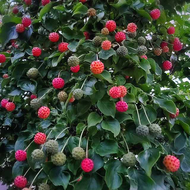 cherrycherryさんの実例写真