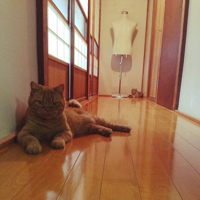 shujiさんの実例写真