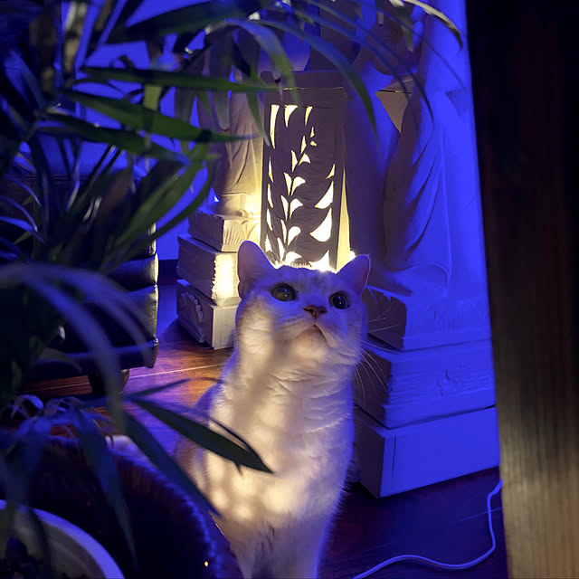 aiaiさんの実例写真