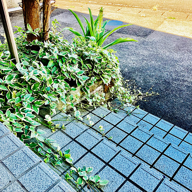 CoCo0617さんの実例写真
