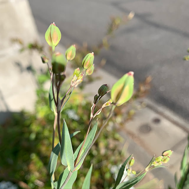 eshinobumさんの実例写真