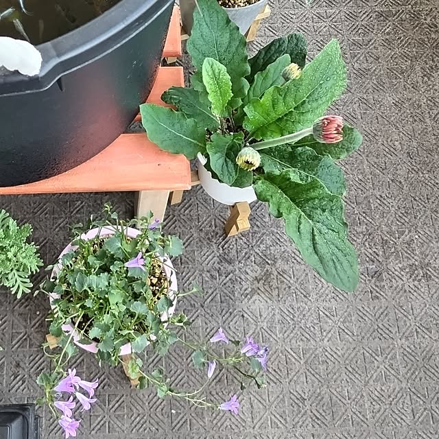 mi-saさんの部屋