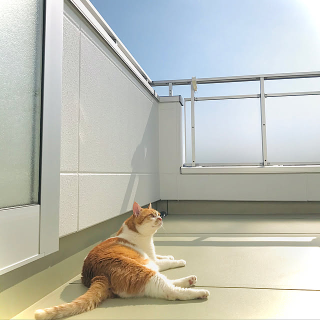 rocotamさんの実例写真