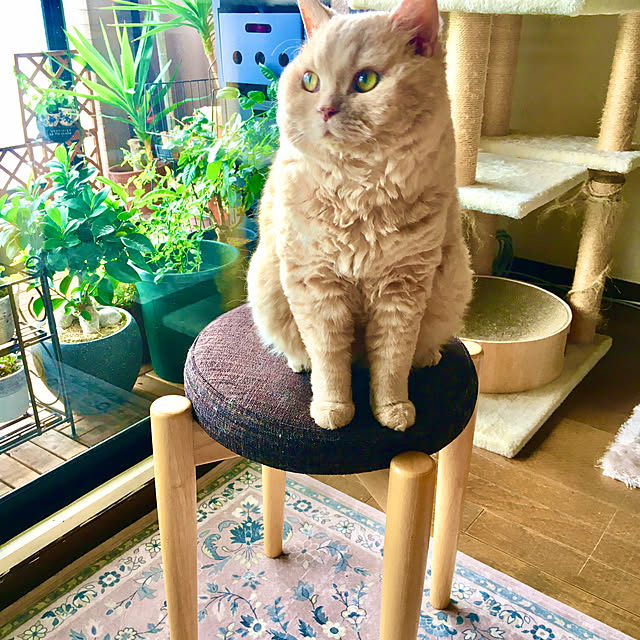 naokoさんの部屋