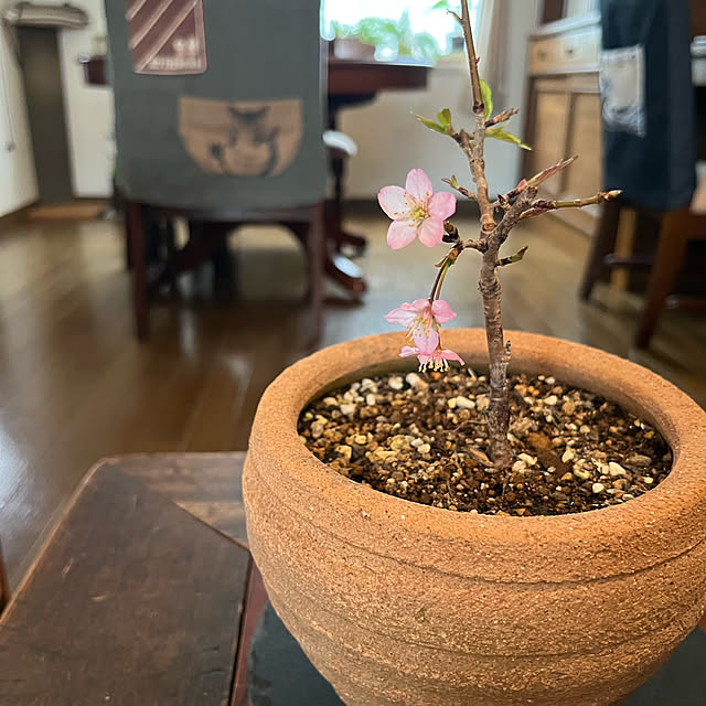 kuuさんの実例写真