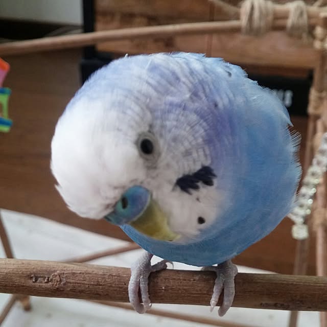 opiopiopiさんの実例写真