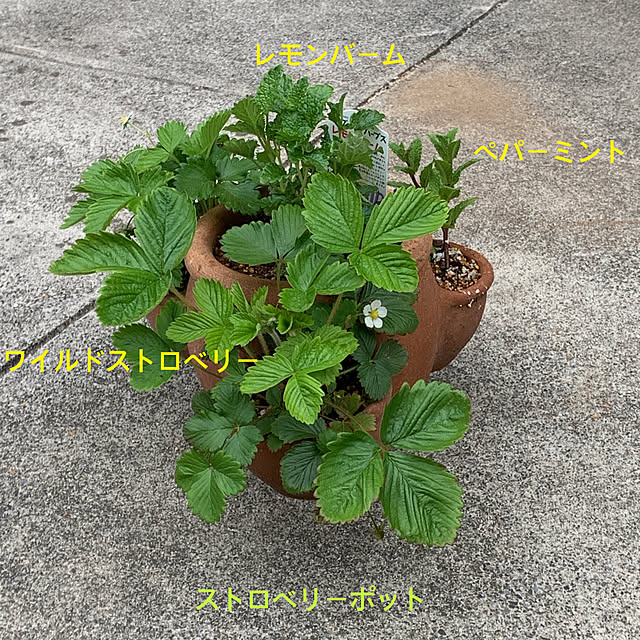 eshinobumさんの実例写真