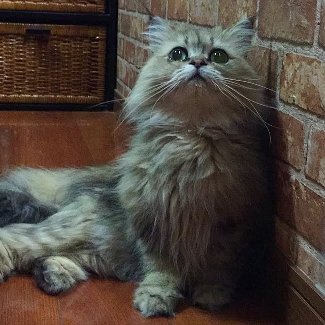 butachanさんの実例写真