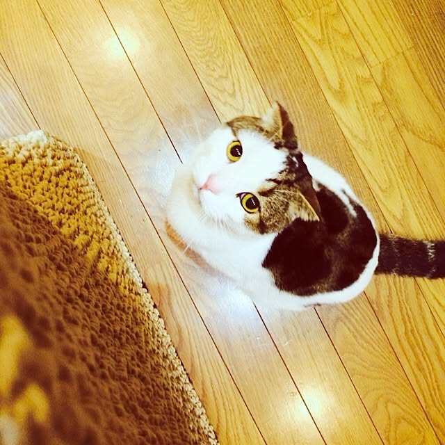 paletoneさんの実例写真
