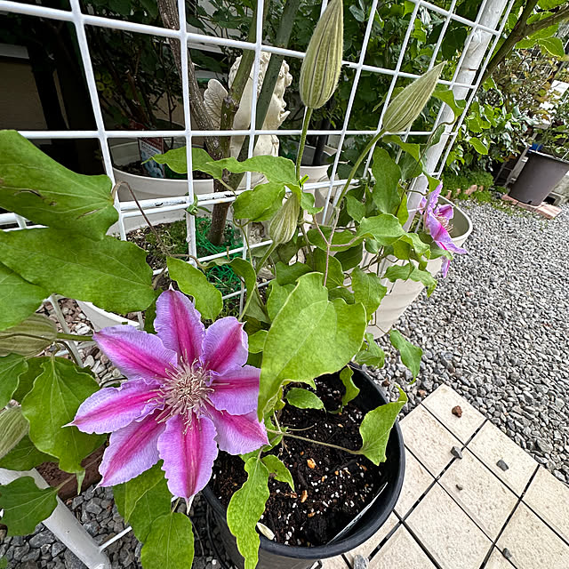miruさんの実例写真