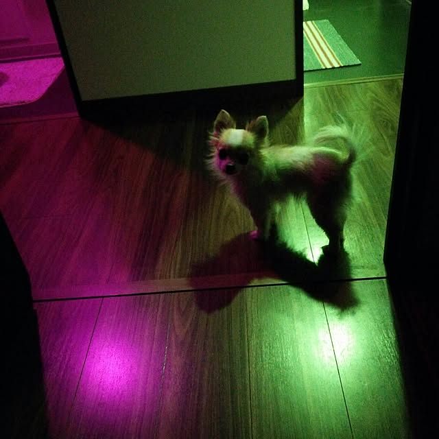 porinさんの実例写真