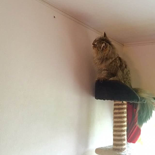 butachanさんの実例写真