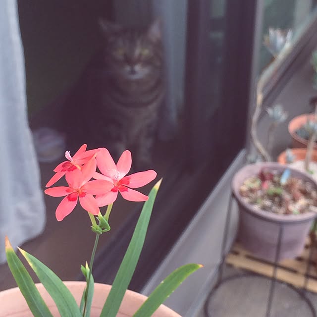 mikomaruさんの実例写真