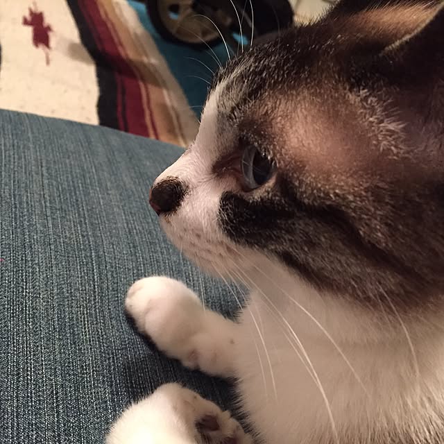 bowbowcoさんの実例写真