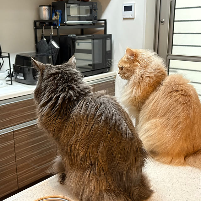 キッチン/ペット/猫のインテリア実例 - 2025-03-21 08:42:46