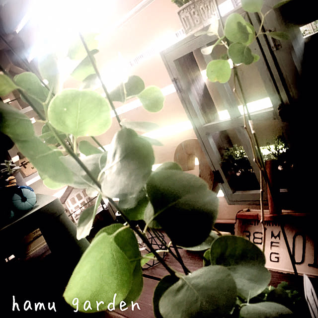 hamuさんの実例写真