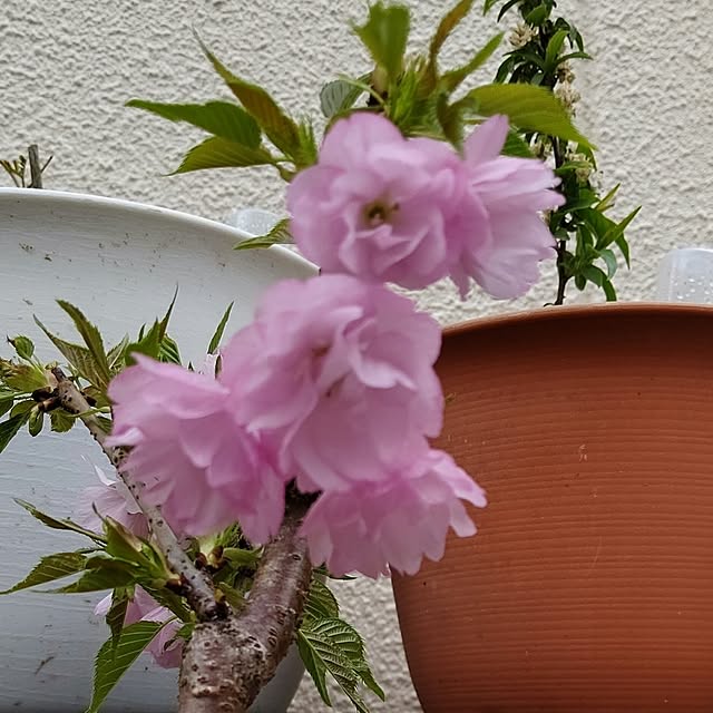 yumirinさんの部屋