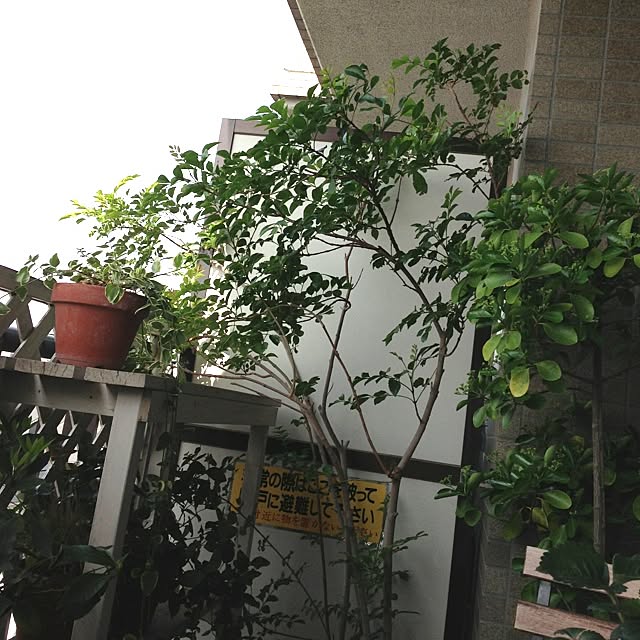 leonaさんの実例写真