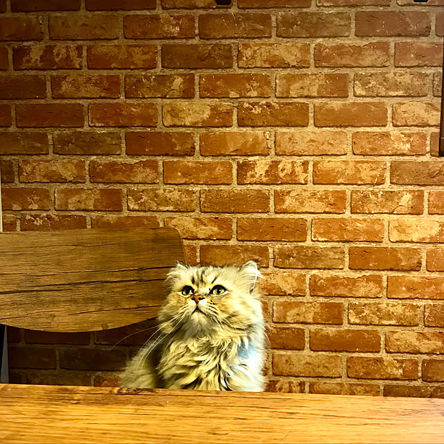 butachanさんの実例写真