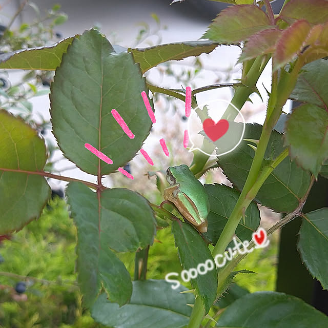 corocoro2525さんの実例写真