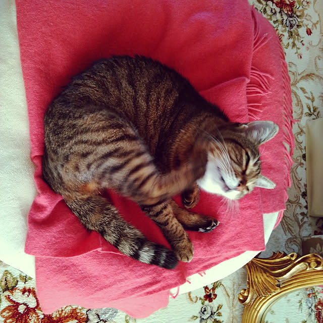 lilyさんの実例写真