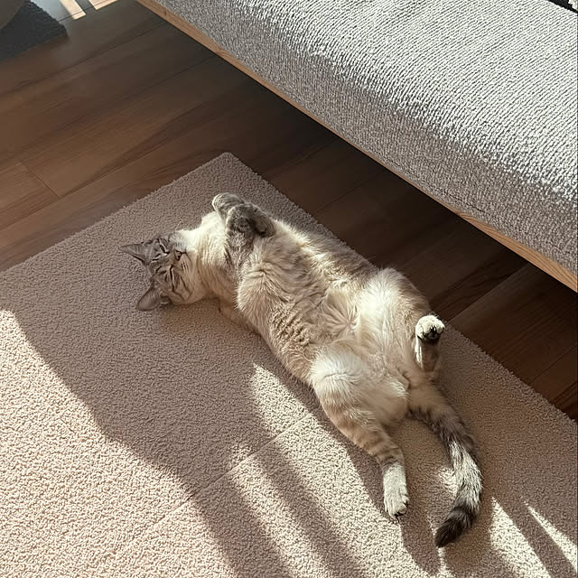 amさんの実例写真