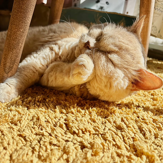 naokoさんの実例写真