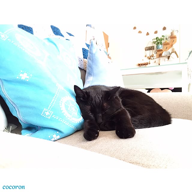 cocoronさんの実例写真