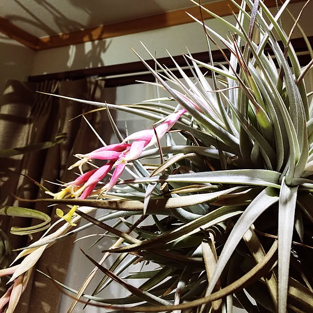 S-Tillandsiaさんの実例写真