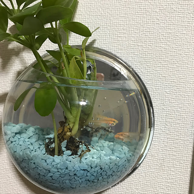 Tomokoさんの実例写真