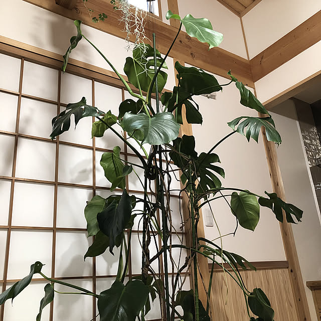 azukiさんの実例写真