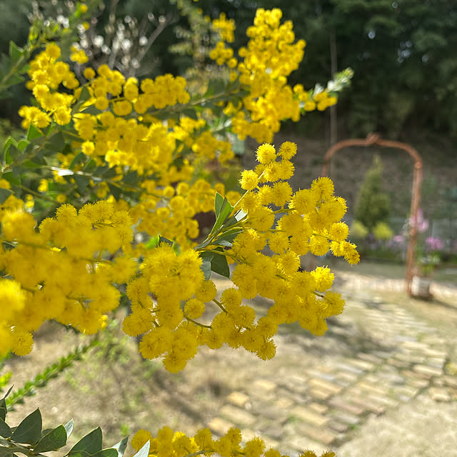 三角葉アカシア/花のある暮らし/花が好き/こどもと暮らす。/庭のある暮らし...などのインテリア実例 - 2021-03-27 19:27:23