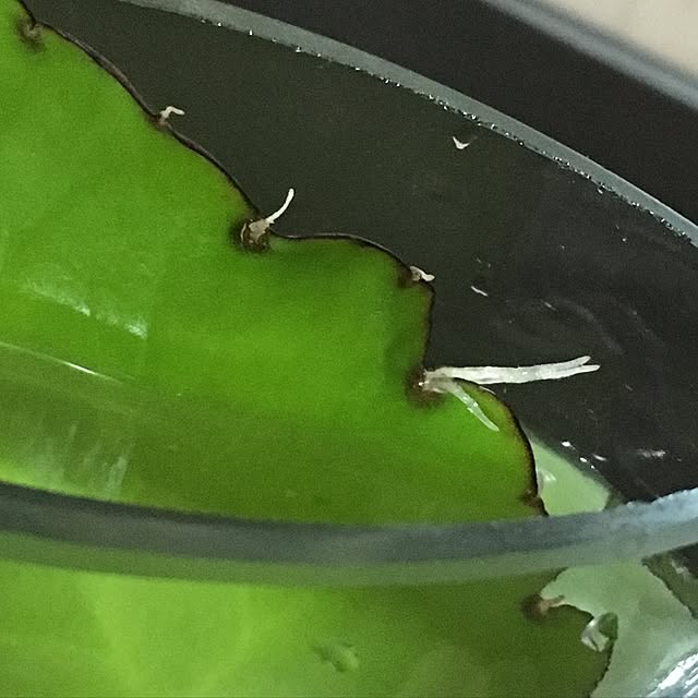 kasumiさんの実例写真