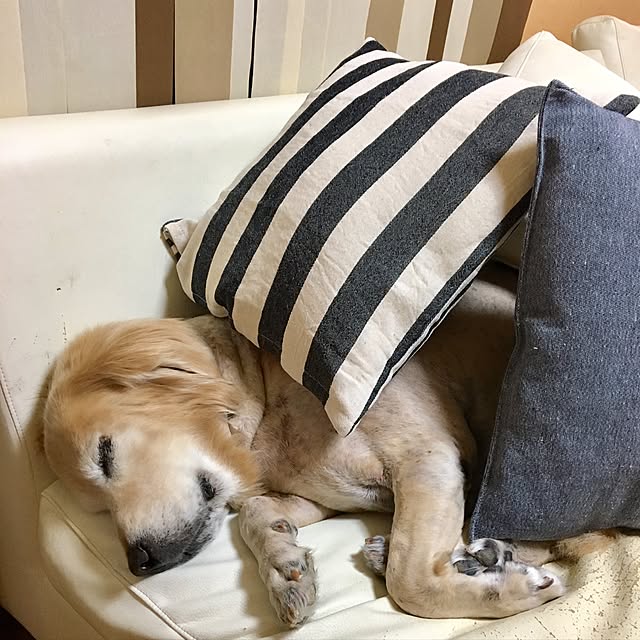 Poaluさんの実例写真