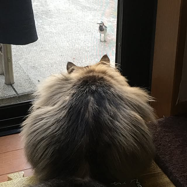 CATさんの実例写真