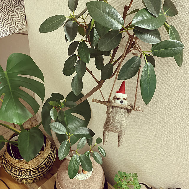 なまけもの/クリスマスディスプレイ/クリスマス/観葉植物/モンステラ...などのインテリア実例 - 2022-11-12 18:52:58