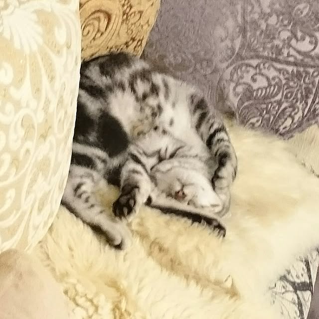 Reoさんの実例写真