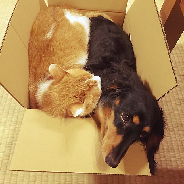 LEMONさんの実例写真