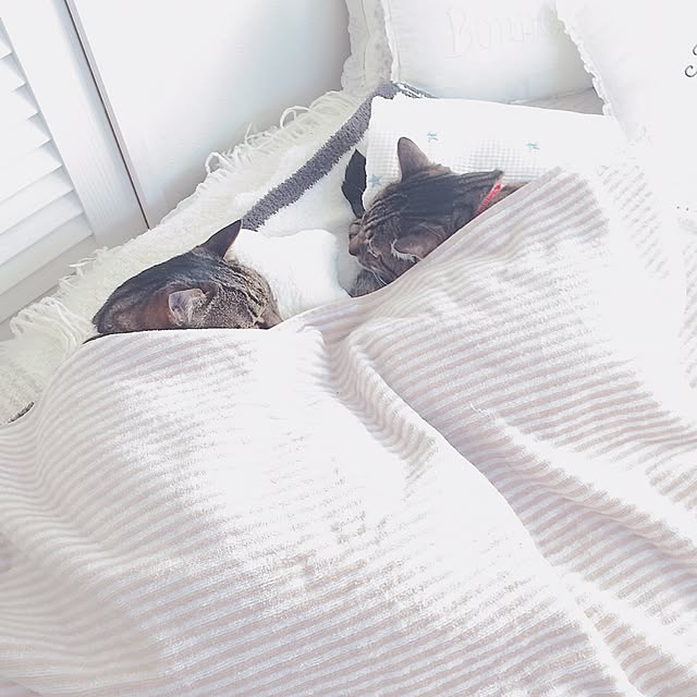 lovecatさんの実例写真