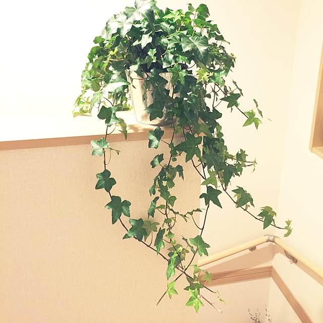 amiさんの実例写真