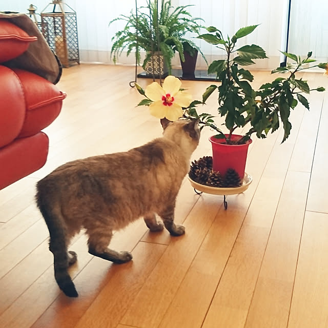 bonobono54さんの実例写真