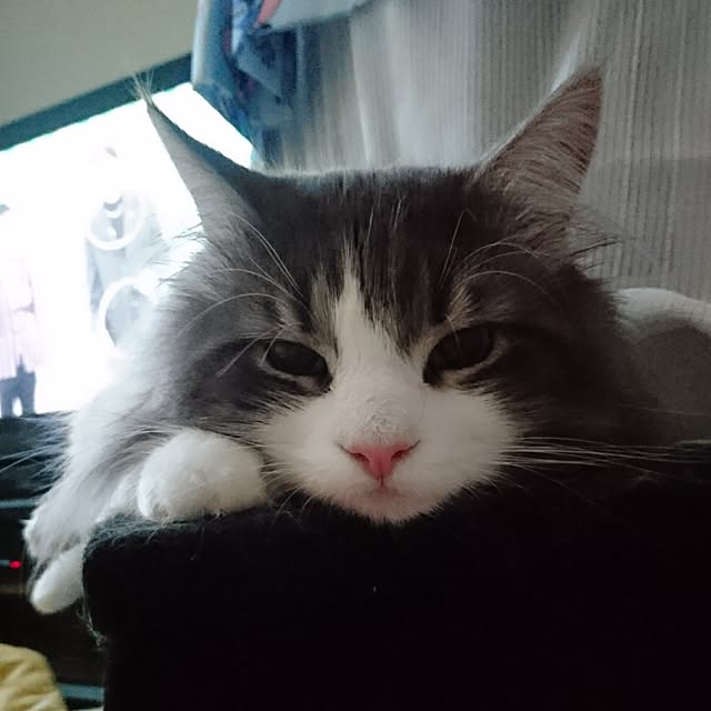 shinobuさんの実例写真