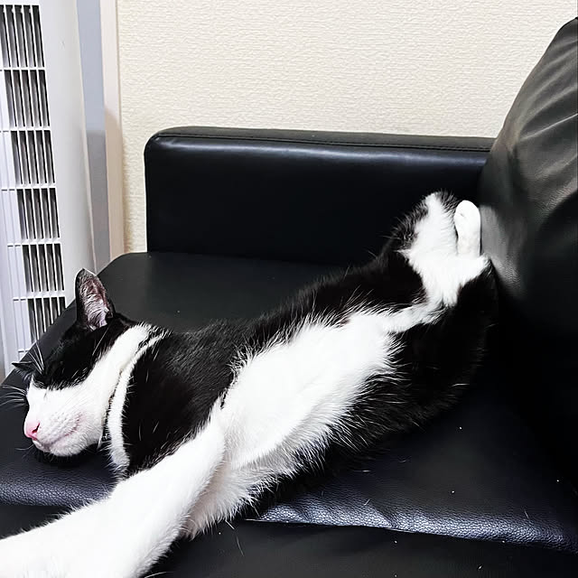 YUKA-REO-MOMOKOさんの実例写真