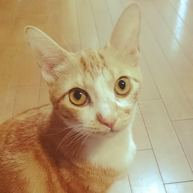Amiamiさんの実例写真