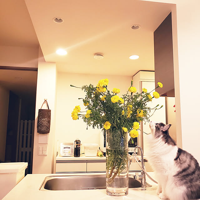 mofさんの実例写真